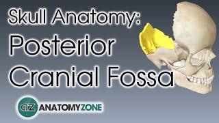 Posterior Cranial Fossa | Skull Anatomy