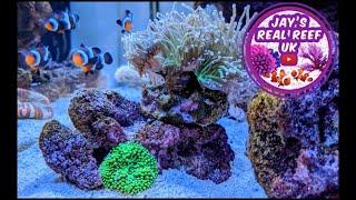 Down On The Reef Special - Reef turns purple 