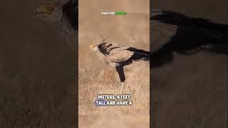 The Killer Queen | The Secretary Bird That Can Kill Snakes