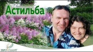 Астильба растение для тенистых уголков и не только.