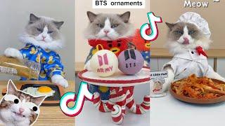 That Little Puff | Cats Make Food  | TikTok Compilation 2023 #2