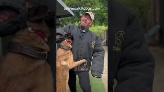 Elite Family Protection Dogs Explained - Part 2