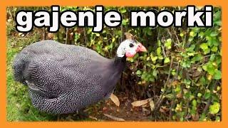 Growing Helmeted guineafowl - tips in one place - Numida meleagris - Guineafowl