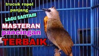 TRUCUKAN GACOR ROPEL PANJANG LAGU SANTAI