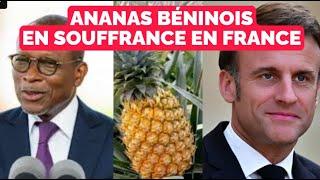 Interdiction de l'ananas du Bénin en France, les vraies raisons possibles du rappel des ananas