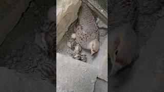 baby chicks just Hatched out | #birdslover #pets #viral