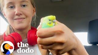 Girl Finds Parakeet On a Run | The Dodo