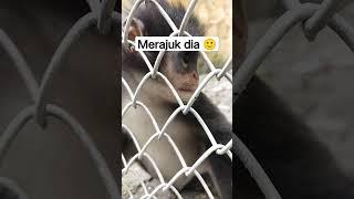 Tadinya lompat sana sini, pas mau ditinggal merajuk  #shorts #monkey #monyet #zoo