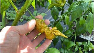 Full Hot Pepper Garden Tour 2023! #cravingcapsaicin