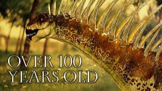 Amargasaurus: The Weirdest Dinosaur That Ever Existed!