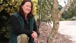 Caring for your eucalypt - Eucalypts for your home garden