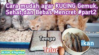 CARA AGAR KUCING SEHAT GEMBUL,BESAR DAN BEBAS DARI MENCERET [] MURAH MERIAH