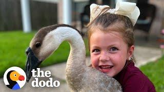 Goose Follows Little Girl Home | The Dodo