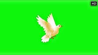 Chroma key dove fly - GREEN SCREEN Dove birds Flying effects HD No copyright  -  #greenscreen #vfx