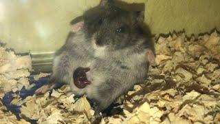 hamster giving birth journey -Juliet |Winter white  #viral