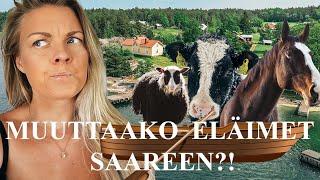 Muuttaako eläimetkin saareen? | MAATILAVLOGI