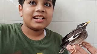 Rescue and adoption of Common Myna Chick