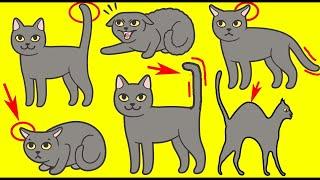 Почему кошка виляет хвостом: 8 причин