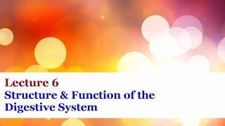 Lecture 6 - Structure and Function of the Digestive System