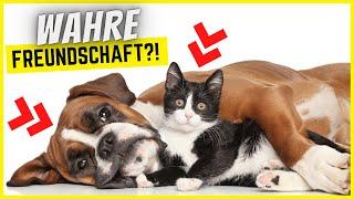 Lieben diese 5 Katzenrassen Hunde mehr als ihre Menschen?