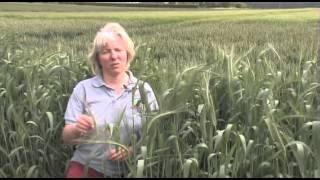 Resource Capture by Crops - Testimonials - June 2013