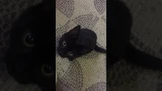 Говорящие коты. Кот сказал Hello). Cat speaking. Cat said Hello.