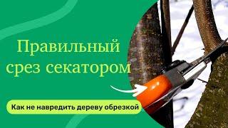 Умный сад, Как правильно работать секатором?