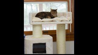 Cat Tree King unboxing and first impressions