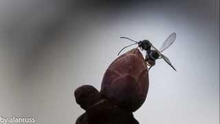 Gall wasps laying eggs on oak buds