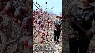 Jujube Fruit Harvesting Process  #shorts #youtubeshorts #fruit