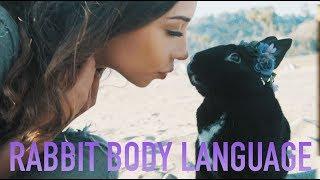 Rabbit Body Language