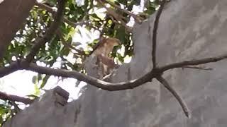 A Hawk preys upon a squirrel beneath a Mango tree, while another squirrel tries to rescue the victim