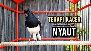 SUARA BURUNG kacer gacor NGEPLONG TARUNG ini paling AMPUH buat PANCINGAN KACER agar EMOSI