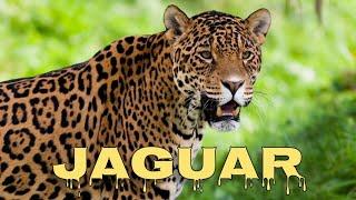 Jaguar sound, jaguar roar