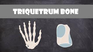Triquetrum Bone Structure | Anatomy