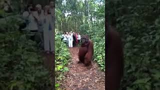 monkey brutally attacks tourists!!! 