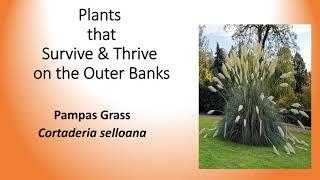 Plants that Survive and Thrive on the OBX - Pampas Grass
