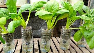 Creative Idea Growing Mustard in Aqua Bottles Without Watering