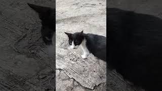 Oneng.. sikucing hitam putih #anabul #oneng #kucing