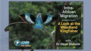 Intra-African migration: a look at the Woodland Kingfisher