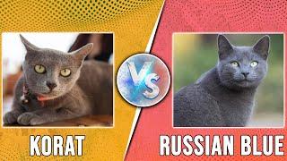 Korat vs Russian Blue – What Are The Differences? (A Detailed Comparison)