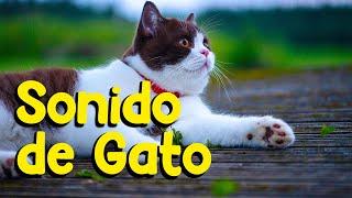 Sonido de gatos. Gatos e gatitos maullando