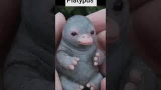 plutypuss