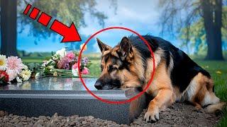 The shepherd dog did not leave the owner's grave. The reason will shock you!