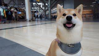 Fly with My Shiba Inu