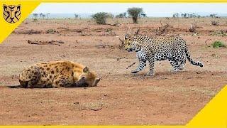 Sensasi Kejar Mengejar! Macan Tutul VS Hyena, Siapa yang Bakal Menang?