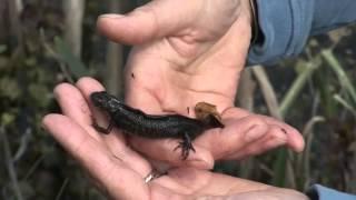 Great crested newt conservation in Suffolk