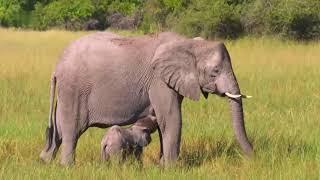 Faszination Afrika - Tiere im Okavango Delta HD Deutsch [Tierdokumentation]