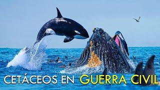 ORCAS vs BALLENAS Jorobadas: ¿Por Qué Están Enfrentadas?