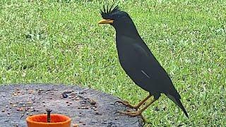 Asian Black MYNA Loves Sweet PAYAYA # Backyard Birds !